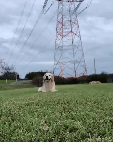 Golden Retriever Zooming Inn GIF
