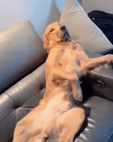 Golden Retriever Rest Day GIF