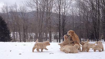 Golden Retriever Mom And Puppies GIF
