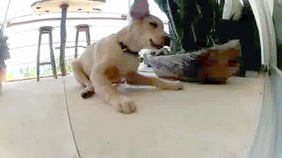 Golden Retriever With Chick Friend GIF