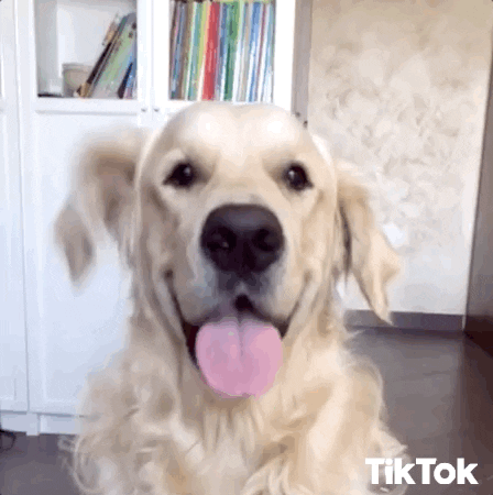 Golden Retriever 448 X 450 Gif GIF