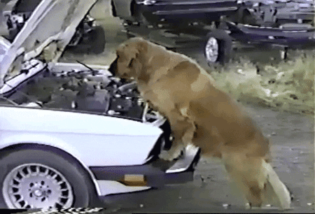 Golden Retriever Mechanic GIF