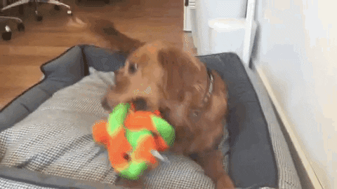 Golden Retriever Dog Toy GIF