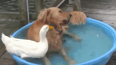 Golden Retriever And Duck Best Friend GIF