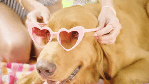 Golden Retriever Sunny Summer GIF