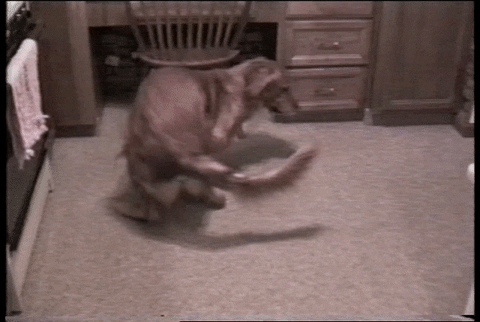 Spinning Golden Retriever GIF