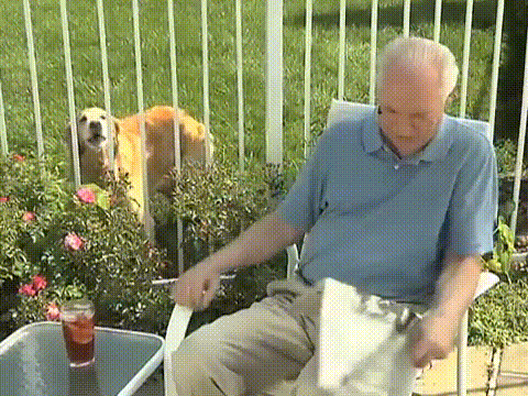 Golden Retriever And Frustrated Old Man GIF