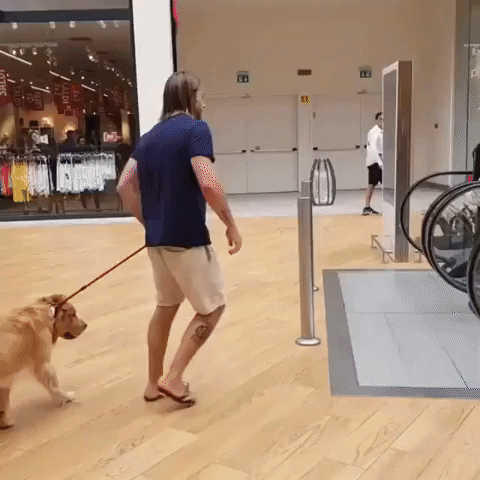 Golden Retriever Daddy Picking GIF