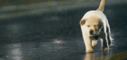 Golden Retriever Running Puppy GIF