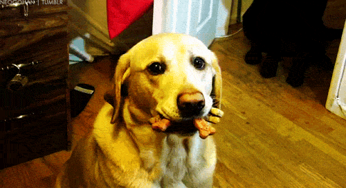 Golden Retriever Eating Treats GIF
