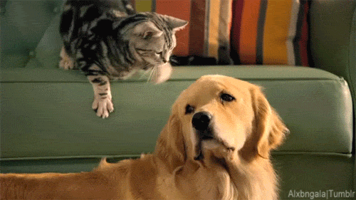 Golden Retriever 500 X 281 Gif GIF