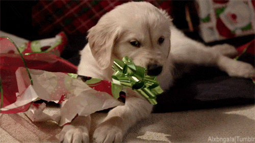 Golden Retriever Rips Up Wrapper GIF