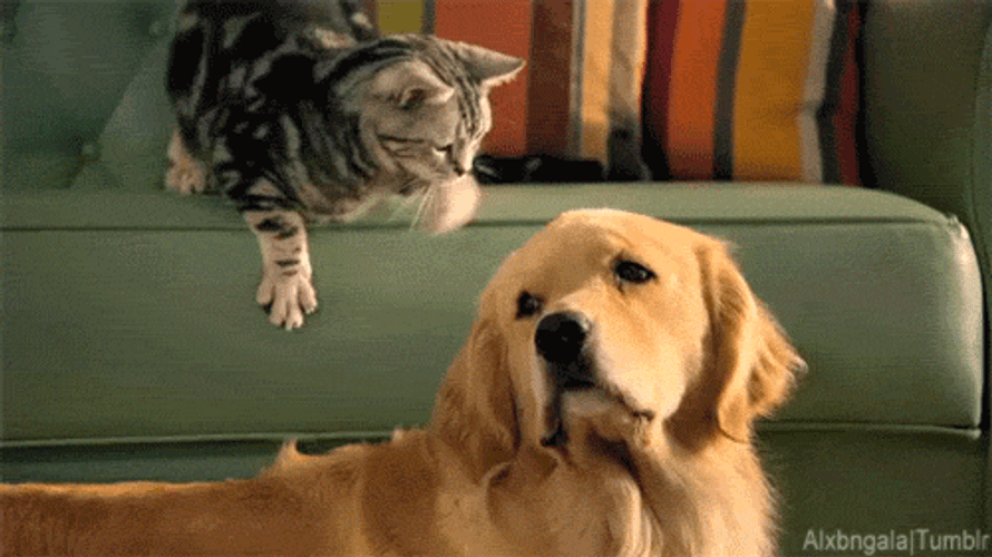 Golden Retriever GIF