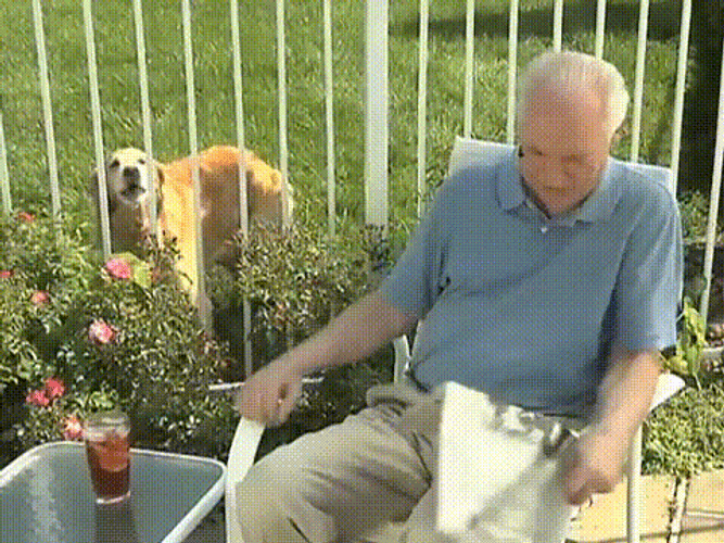 Golden Retriever And Frustrated Old Man GIF