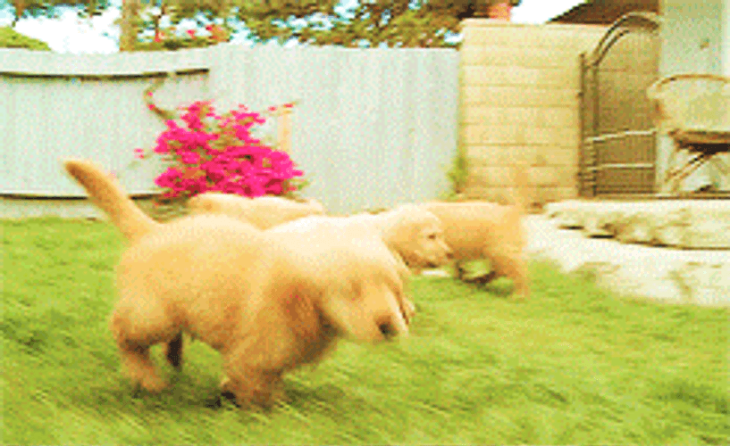 Golden Retriever Babies GIF