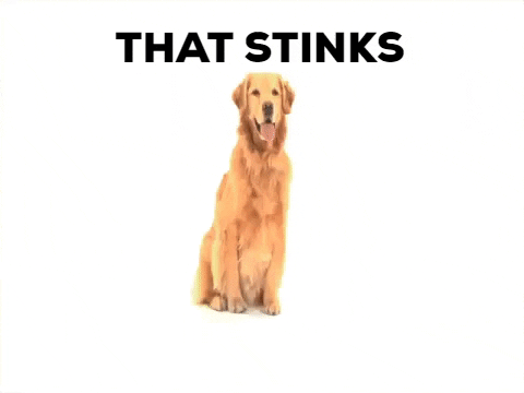 Golden Retriever Covering Nose Smelly GIF
