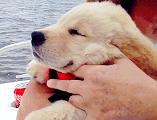 Golden Retriever Cute Puppy GIF