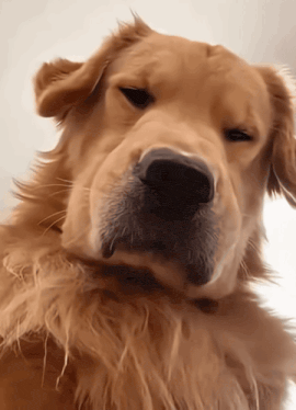 Golden Retriever Dog Gif GIF