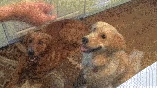 Golden Retriever Dog Vietnam Flashbac GIF