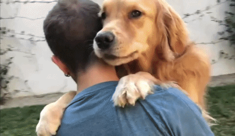 Golden Retriever Dogs Hugging GIF