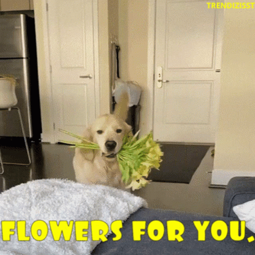 Golden Retriever Giving Flowers GIF