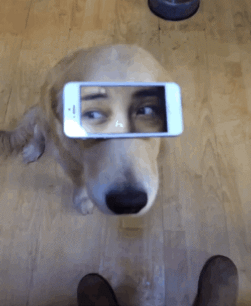 Golden Retriever Googled Eyes Funny GIF