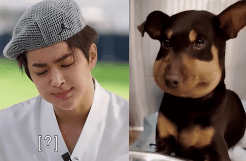 Golden Retriever In Bow Tie Looking At Camera GIF