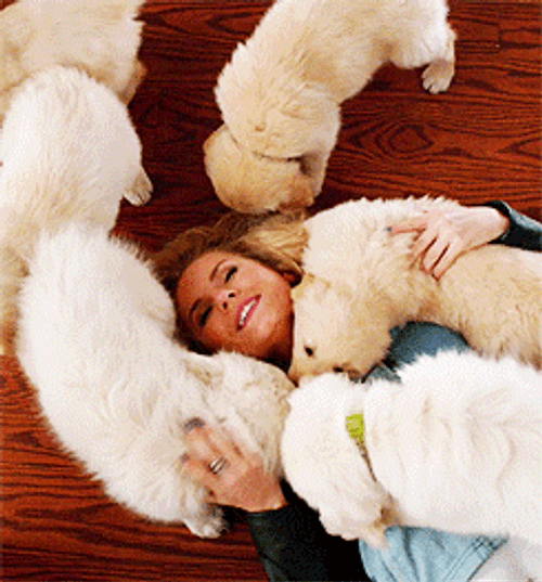 Golden Retriever Kosoko Jackson GIF
