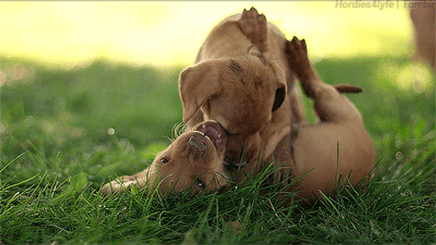 Golden Retriever Playing GIF