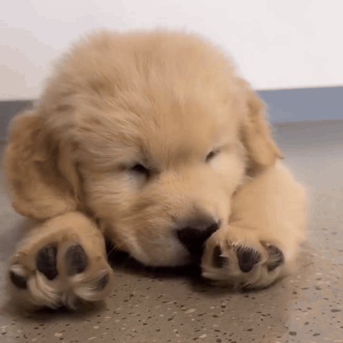 Golden Retriever Puppy Laying Down Eyes Closed