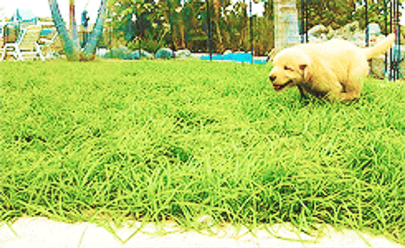 Golden Retriever Puppy Playing Outside GIF