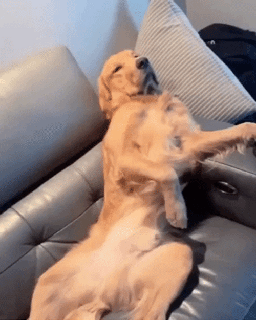 Golden Retriever Rest Day GIF