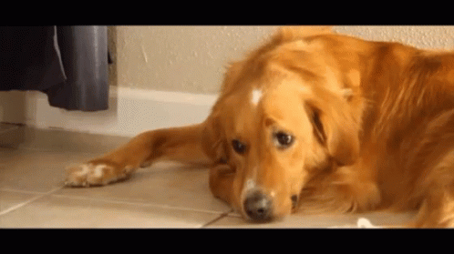 Golden Retriever Sad Dog GIF