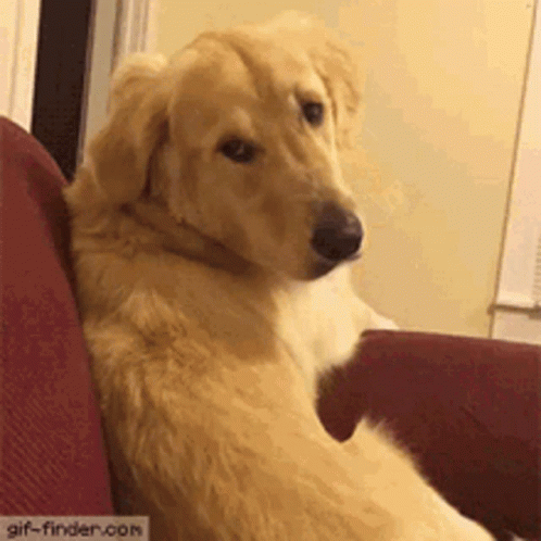 Golden Retriever Sitting On Red Couch Looking At Camera GIF