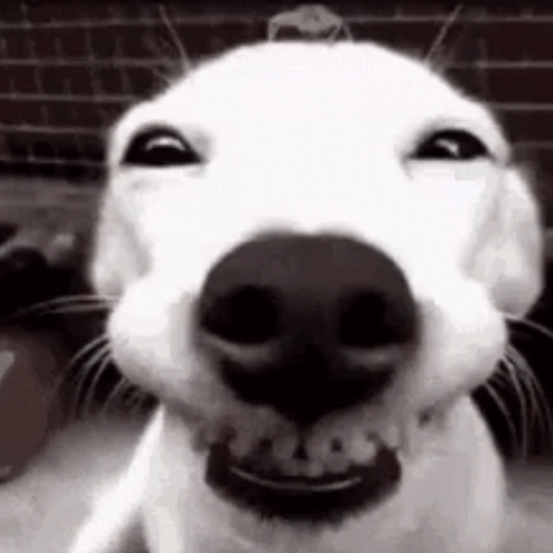Golden Retriever Sitting With Eyes Closed and Mouth Open