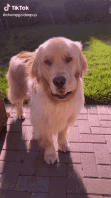 Golden Retriever Standing On Brick Walkway GIF