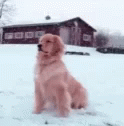 Golden Retriever Waiting Patiently In Snow GIF