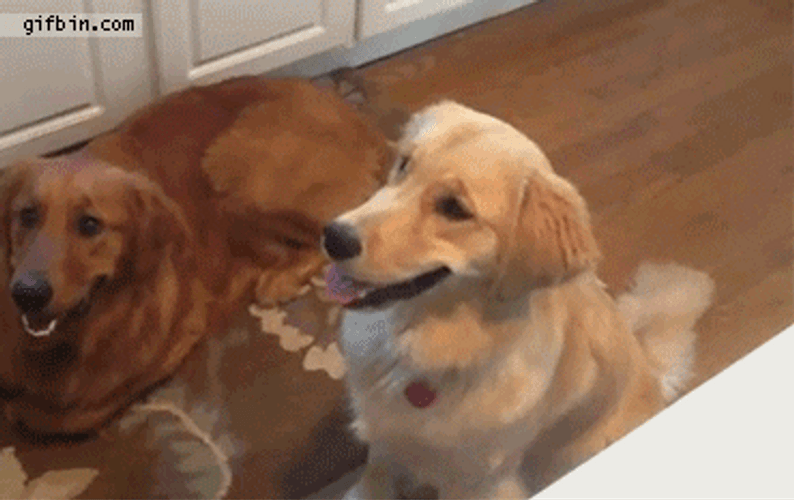 Golden Retriever GIF