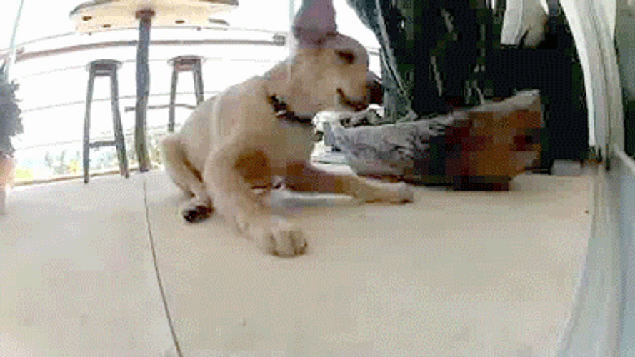Golden Retriever With Chick Friend GIF