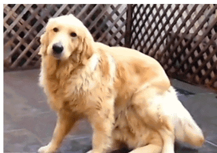 Golden Retriever With Friend GIF