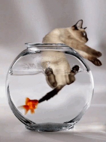 Goldfish Biting The Tail Of A Cat GIF