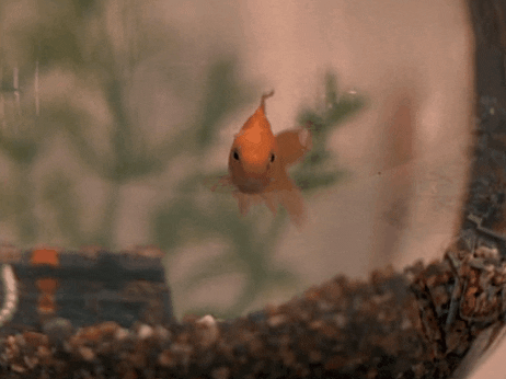 Goldfish Breathing In Its Bowl GIF