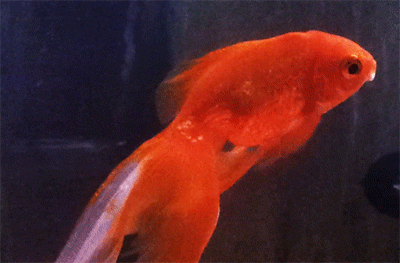 Goldfish Fluttering Its Fins While Staying Still GIF