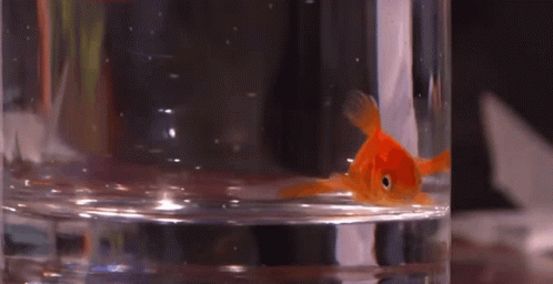 Goldfish In A Drinking Glass GIF