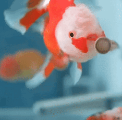 Goldfish Moving Its Mouth In Fast Pace GIF