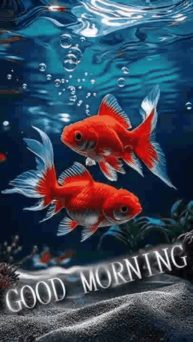 Goldfish Swimming in Bubbles