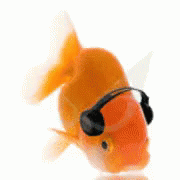 Goldfish Wearing Headphones GIF