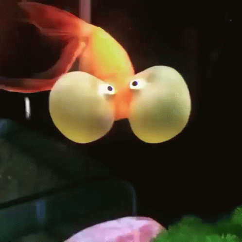 Goldfish With Bloated Cheeks GIF