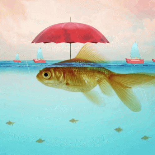 Goldfish With Umbrella GIF