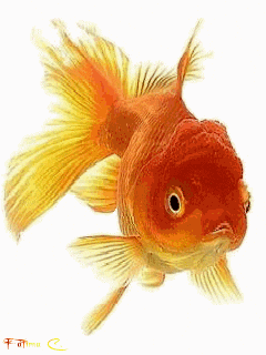 Goldfish With White Background GIF